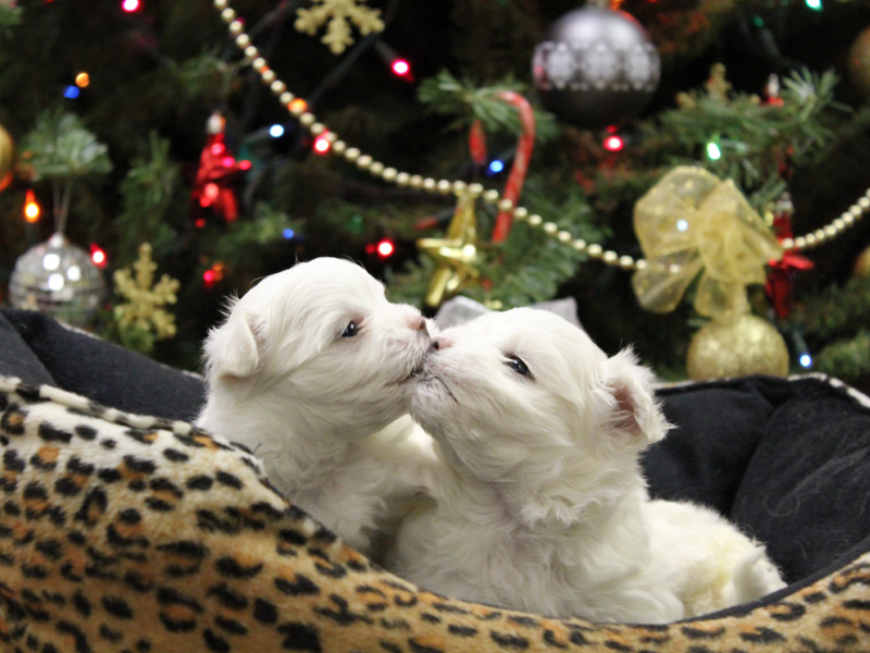 Puppies