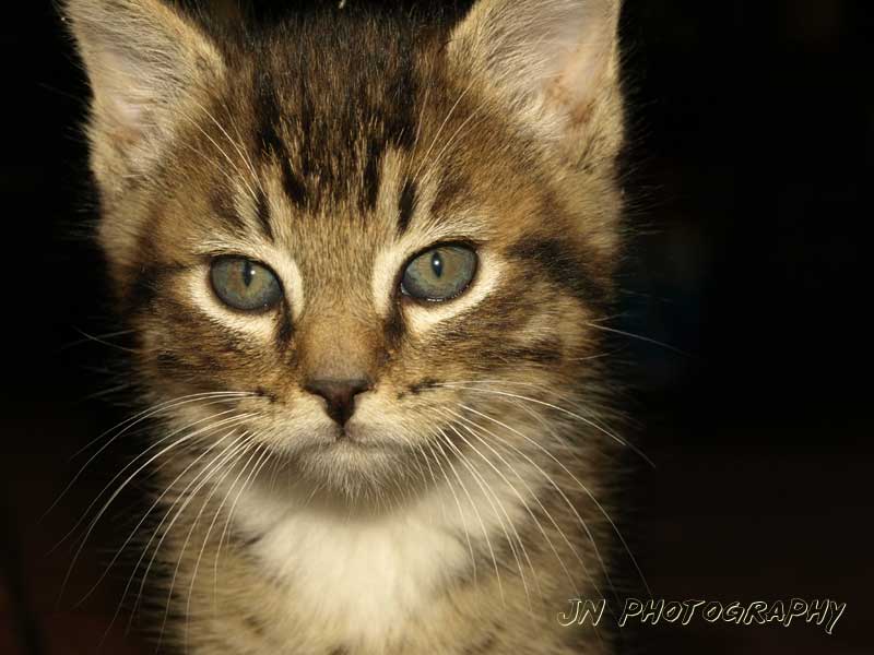 Kitty cat